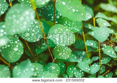 Drops On A Leaf Close Up. Morning Dew On The Leaves Of Tree Macro. Drops Of Water On The Green Shoot