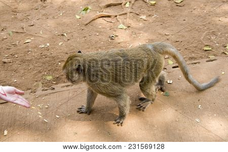 Kanchanaburi,thailand- February 19,2018: Feeding Monkey At The Temple Wat Trai Rattanaram