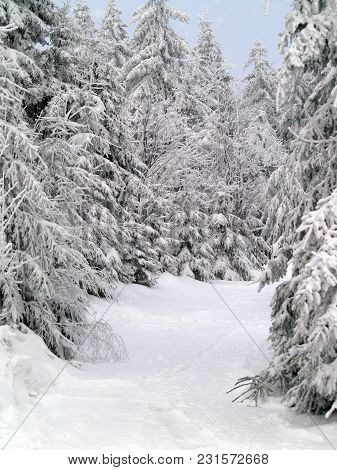 Snow Cloud Winterstorm Forest Winter Landscape Trees