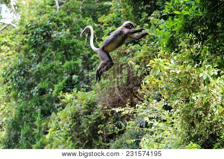Wild Animals,leaf Monkey Or Dusky Langur Jumping On The Treetops Wildlife In Thailand