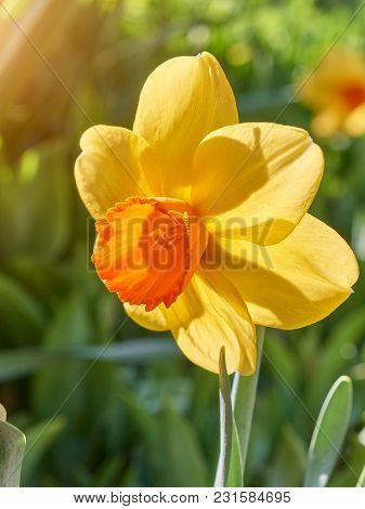 One Yellow Narcissus At Blurred Green Background In Garden At Sunny Day