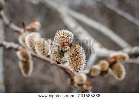 Illuminated Macro Image Of Spring Willow Tree. Traditional European Symbol Of  Easter - Blooming Pus