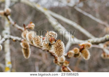 Illuminated Macro Image Of Spring Willow Tree. Traditional European Symbol Of  Easter - Blooming Pus