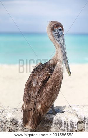 Caribbean Brown Pelican Posing In Front Of Photographer By The Sea
