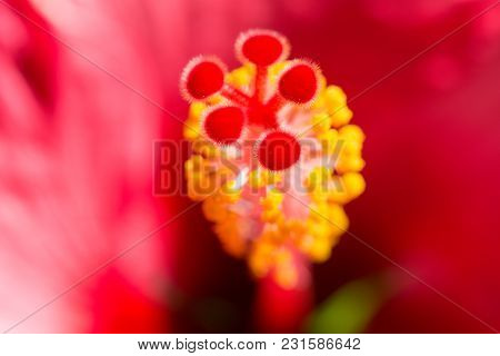 Blurred Floral Background With Hibiskus Red Flower. Macro Stock Photo With Selective Focus Point And