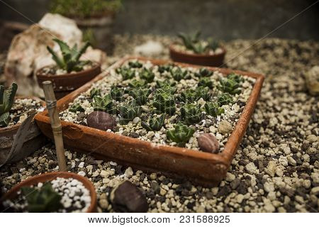 Tropical Succulents In A Stone Garden Growhouse