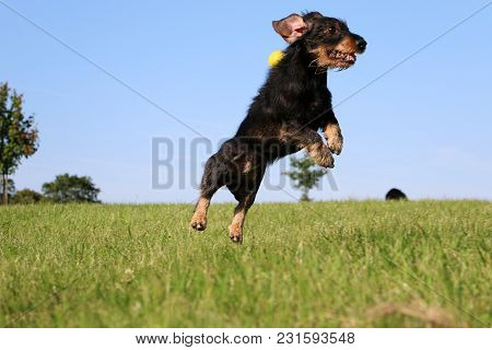 Funny Wire Haired Dachshound Is Jumping In The Garden