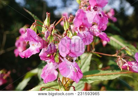 The Orchid Wildflower Lamiaceae Growns Next To Wet Places