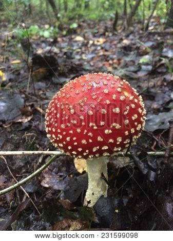 Amanita Fly Agaric Mashroom In The Forest.