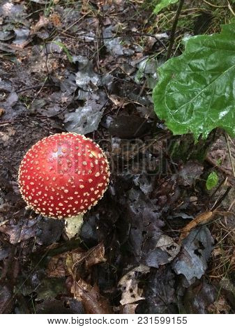 Amanita Fly Agaric Mashroom In The Forest.