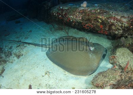 Jenkin's Ray (Stingray or Whipray)