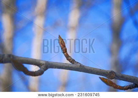 Swelling Buds On A Tree In Early Spring Close-up