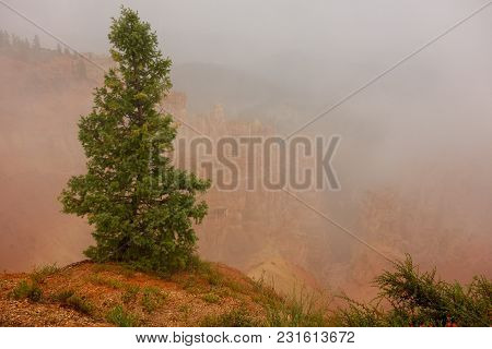 Single Solitary Pine Tree In The Fog In Bryce Canyon National Park In Southwest Usa