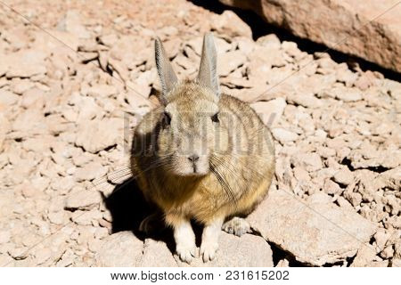 Southern Viscacha From Bolivia. Bolivian Wildlife View