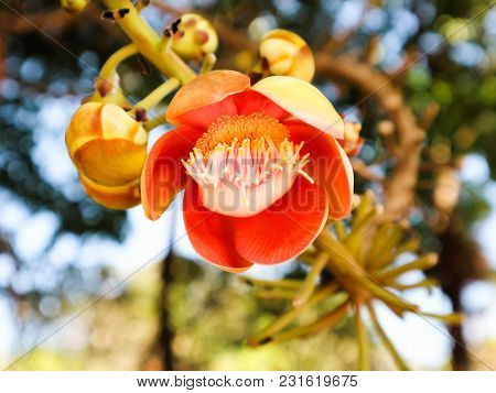 Shorea Robusta Flower On Tree With Booked Background