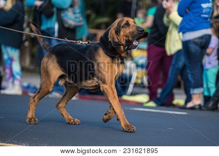 Large Bloodhound Dog With Big Floppy Ears, Pulling On Leash During Street Parade.