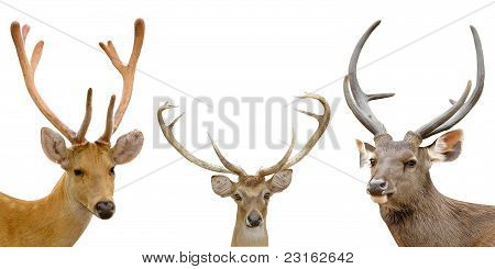Barasingha, jelenie Eld, Sambar Deer, na białym tle