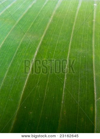 Banana Leaf For baggrund