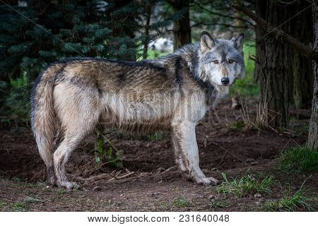 Wolf