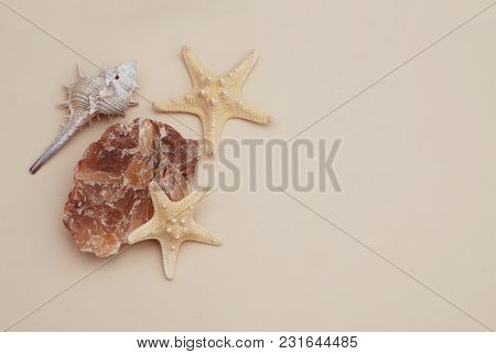 Shell And Starsfish Over Ivory Neutral Background. Copy Space For Text. Isolated Shells.