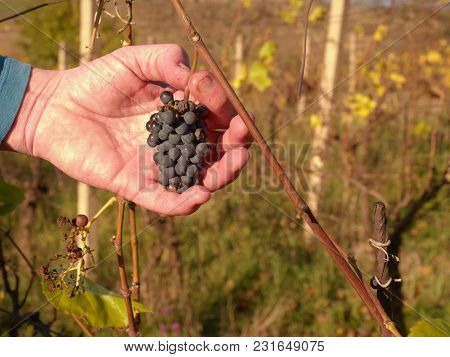 Farmer Check Quality Of Frozen Grape Vines In Vineyard In Autumn. The Vine Grapes In Vintage Autumn 