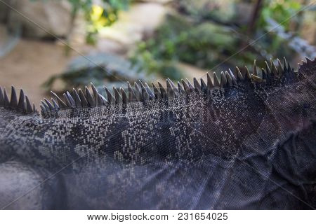 Huge Close Up Adult Iguana Resting In The Zoo's Terrarium. Wild Nature.