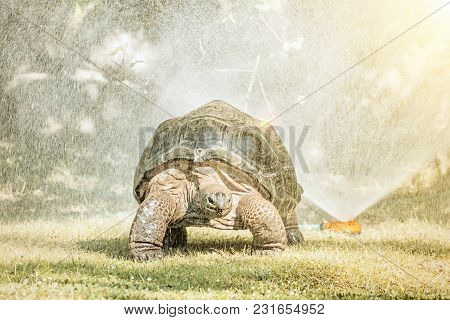 Galapagos Giant Tortoise - Chelonoidis  And Garden Water Sprayer. Largest Living Species Of Turtle. 