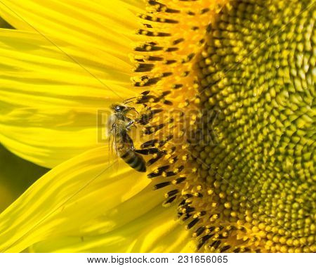 Honey Bee Sitting On Sunflower In Field In Berks County, Pennslvania.