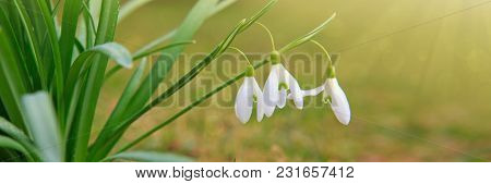 White Small Flowers In Shape Of Drops Under The Bright Sun. Spring Picture.