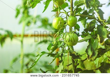 Agriculture Concept.the Green Tomatoes Is Growing On Branches Green Tomatoes On Tomato Tree