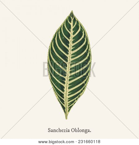 Tiger Plant (Sanchezia Nobilis) found in (1825-1890) New and Rare Beautiful-Leaved Plant.