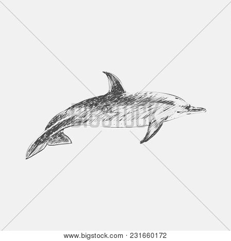 Illustration drawing style of atlantic dotted dolphin