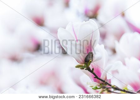 Magnolia Denudata Flowers In Springtime In Chengdu, China