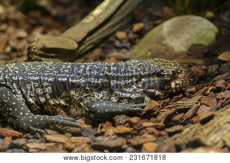 The Argentine Black And White Tegu, Also Called The Argentine Giant Tegu, Is The Largest Species Of 