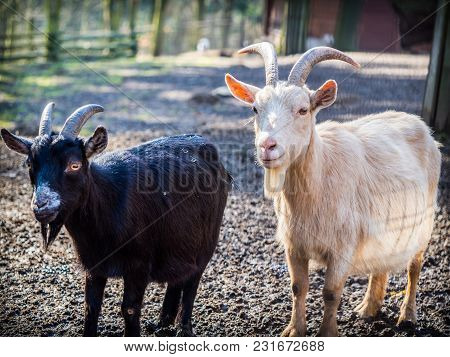 Pair Of Black And White Male Goats On A Sunny Spring Day