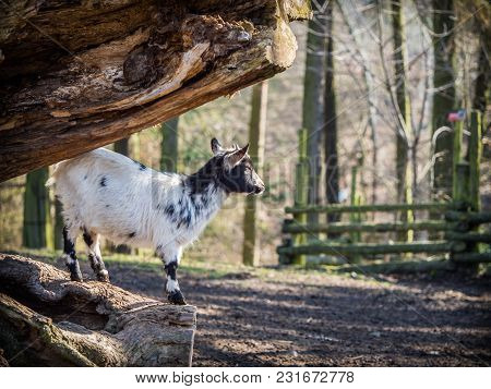 Cute Baby Goat Standing On A Tree Trunk On A Sunny Spring Day