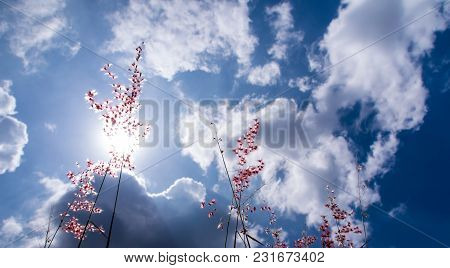 Natal Ruby Grass Flowers In The Bright Sunlight And Fluffy Clouds In Blue Sky