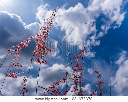 Natal Ruby Grass Flowers In The Bright Sunlight And Fluffy Clouds In Blue Sky