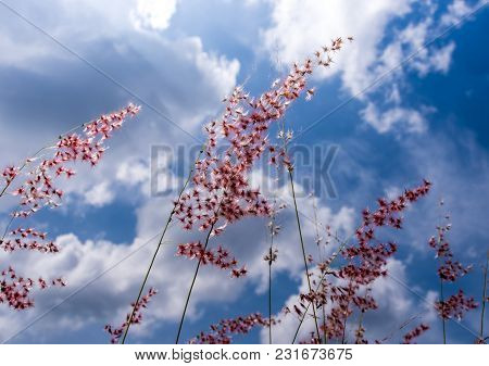 Natal Ruby Grass Flowers In The Bright Sunlight And Fluffy Clouds In Blue Sky