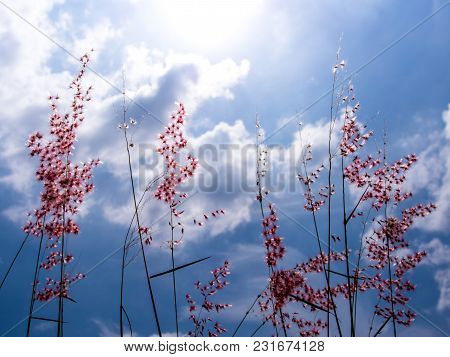 Natal Ruby Grass Flowers In The Bright Sunlight And Fluffy Clouds In Blue Sky