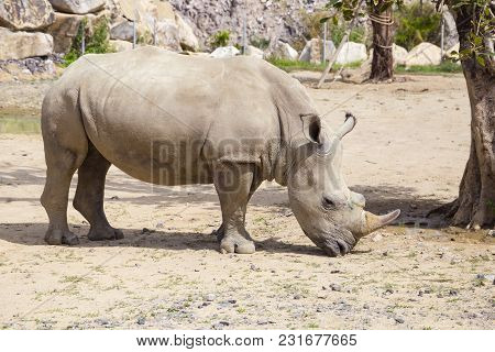 White Rhinoceros With Injuries On The Muzzle