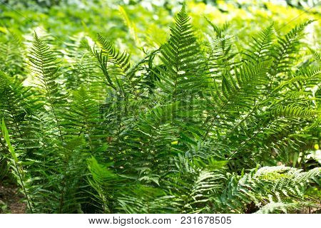 Beautyful Ferns Leaves, Natural Floral Fern Background In Sunlight.