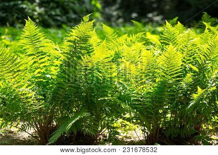 Beautyful Ferns Leaves, Natural Floral Fern Background In Sunlight.