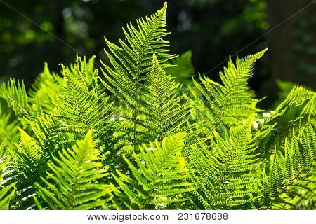Beautyful Ferns Leaves, Natural Floral Fern Background In Sunlight.