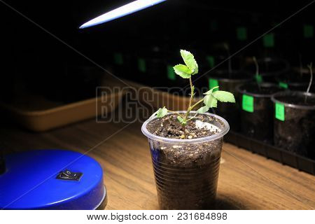 Evening Supplementary Lighting Of Young Sprout Of Rose Flower From Seed In Early Spring By Led Lamp 