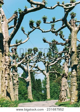 Alley Platanus Trees On Flower Island Mainau, Germany.