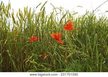 Red Poppy Flowers On The Field Of Wheat Summertime