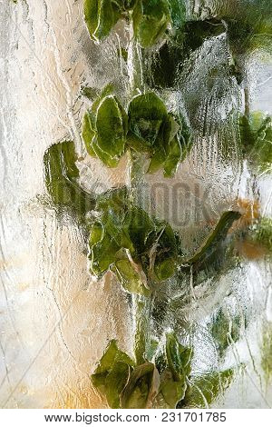 A Beautiful Flower Frozen Into The Ice The Perfect Background