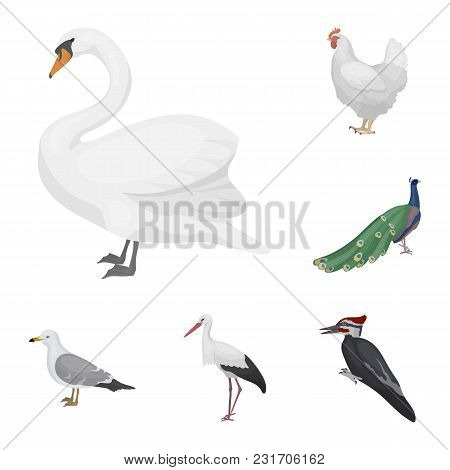 Types Of Birds Cartoon Icons In Set Collection For Design. Home And Wild Bird Vector Symbol Stock  I