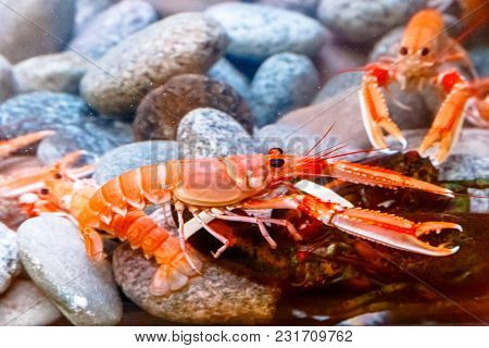 Aquarium With Live Crabs, Lobsters And Shrimps.